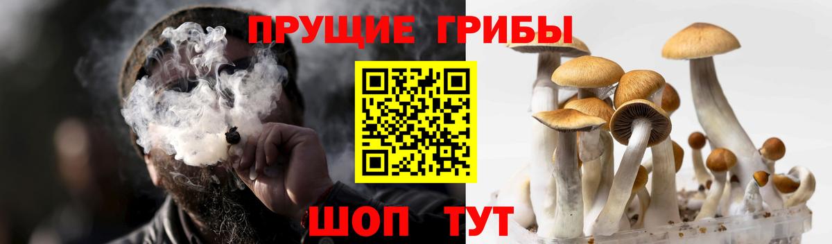 Псилоцибиновые грибы Cubensis Трёхгорный